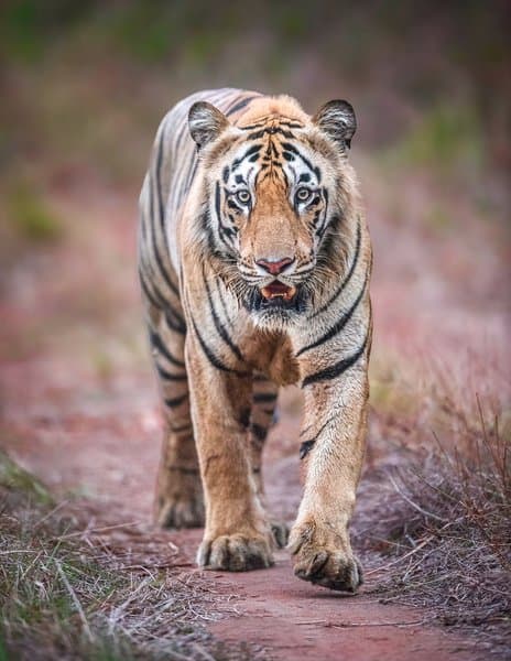 Face Of The Forest | Wildlife Photography Print