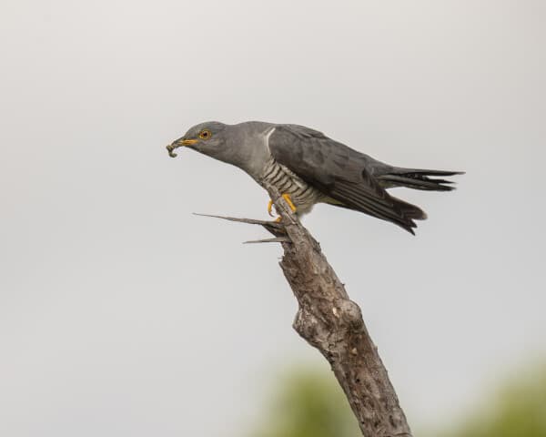 African Cuckoo