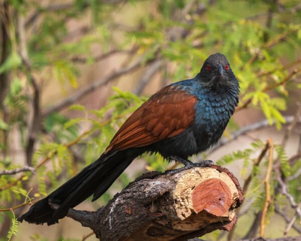 Greater Coucal
