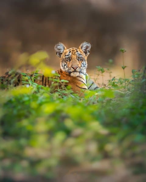 The Eyes Of Tomorrow | Wildlife Home Decor