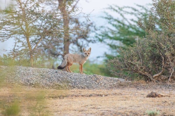 A Foxs Domain | Wildlife Photo Print