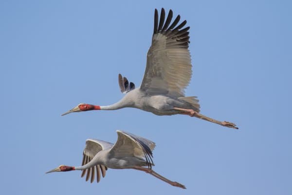 The Flight Of The Sarus | Wildlife Photography Print