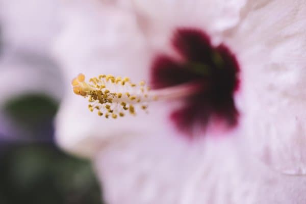 Blooming In Silence | Soft Floral Art