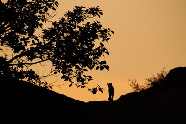 The Last Light | Nature Home Decor
