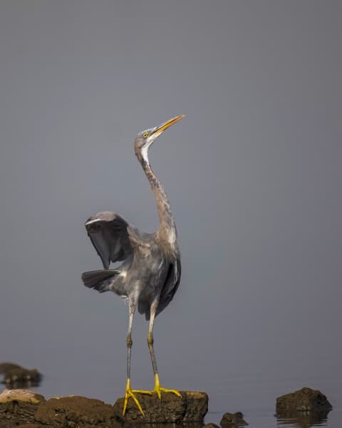 Western Reef-heron