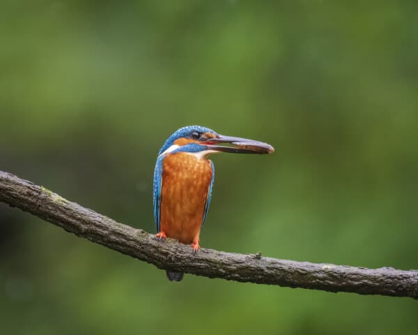 Kingfisher