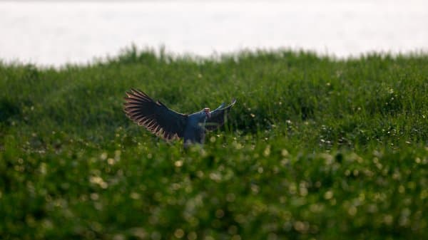 Swamphen Rising From Grass | Wetland Bird Flight