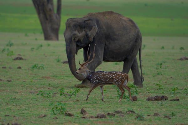 Unexpected Companions | Wildlife Photography