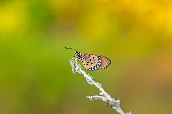 Tawny Coster