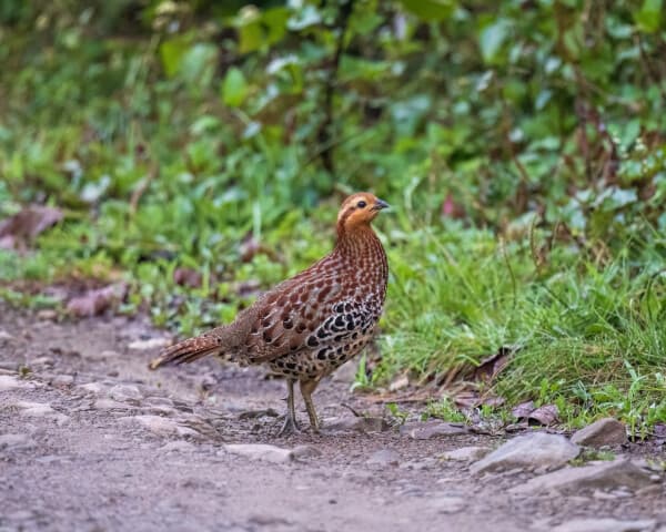 Mountain Bamboo-partridge