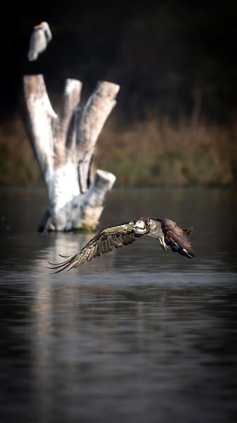Raptor Skimming Still Waters | Low Water Flight