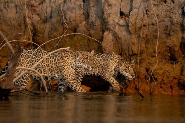Inherited Paths | Wildlife Photography