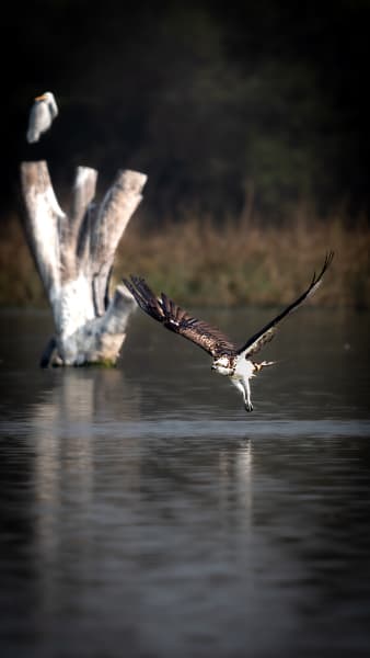 The Low Flight