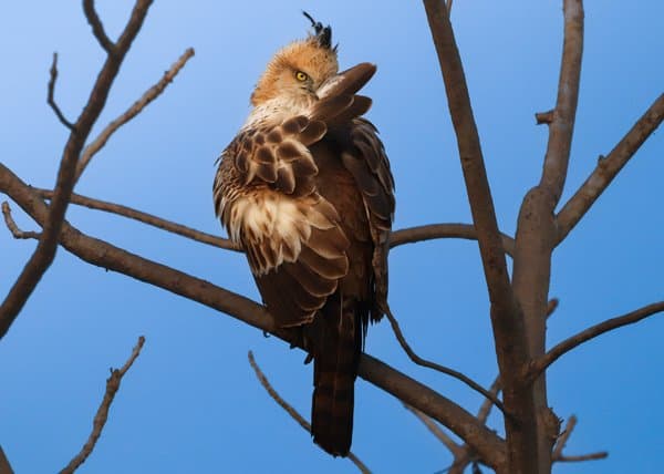 The Watchful Sentinel | Wildlife Photography Print
