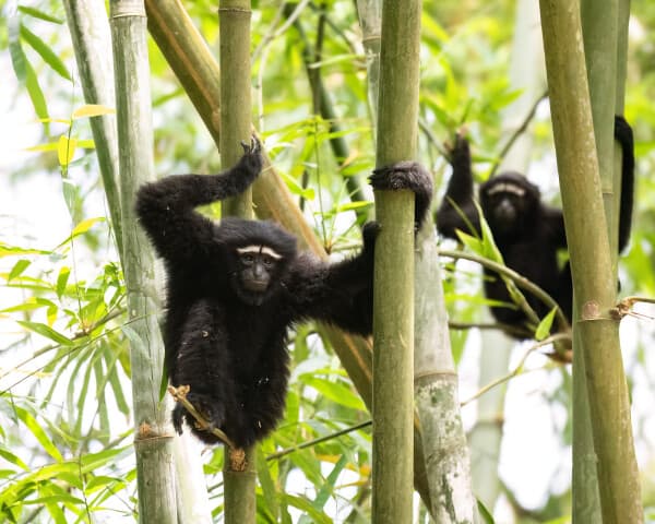 Siamang
