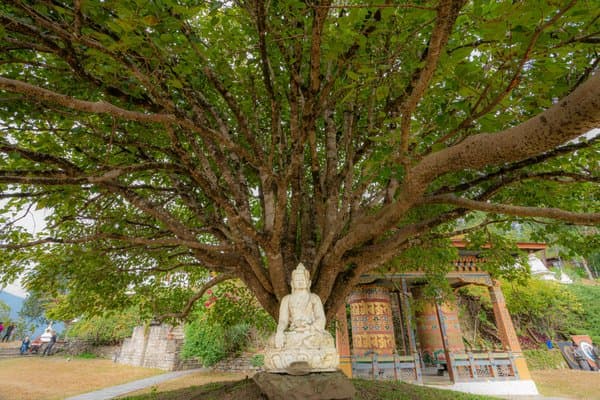Shade Of Enlightenment | Cultural Heritage