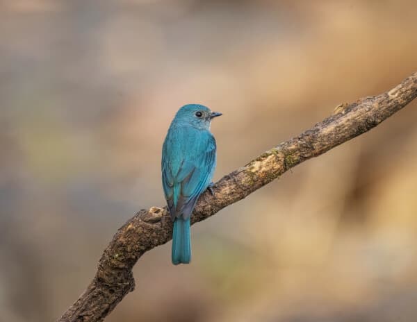 Verditer Flycatcher