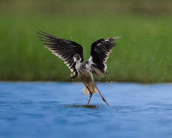 Dance Above The Water | Wildlife Home Decor