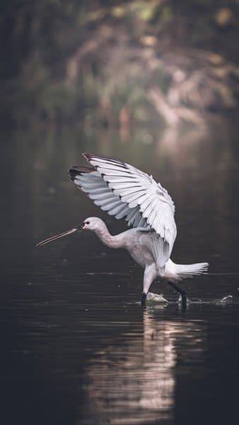 Stork Water Dance | Elegant Wetland Motion