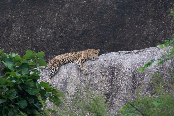 The Granite Queen | Wildlife Photo Print