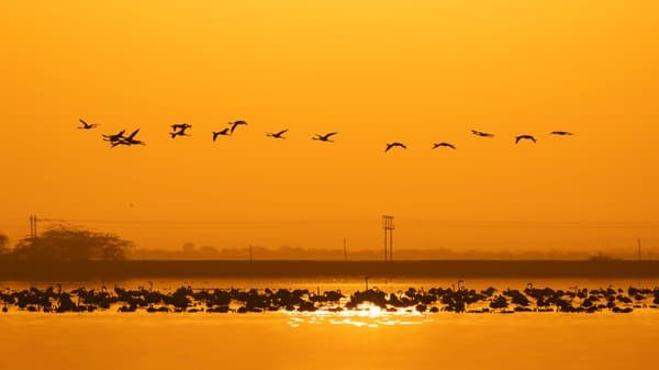 Golden Flock In Flight | Wetland Sunset