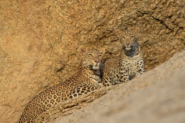 Curiosity & Courage |Wildlife Photography