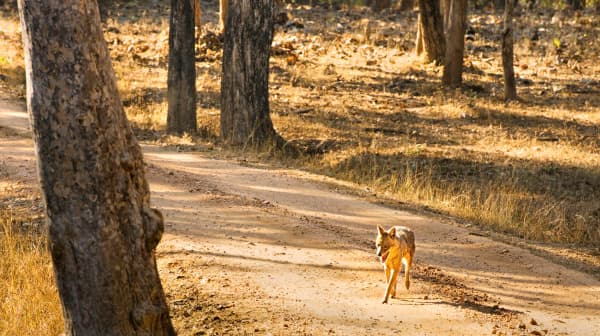 Rare Endangered Indian Wolf