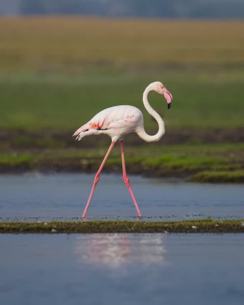 Greater Flamingo 1