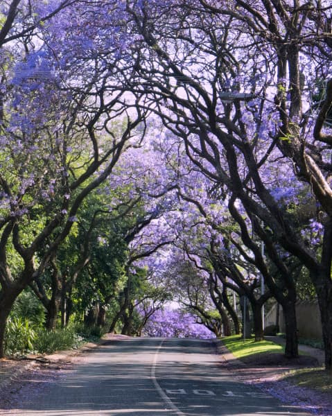 Jacaranda Purple Flowered Tree | Fine Art Photography