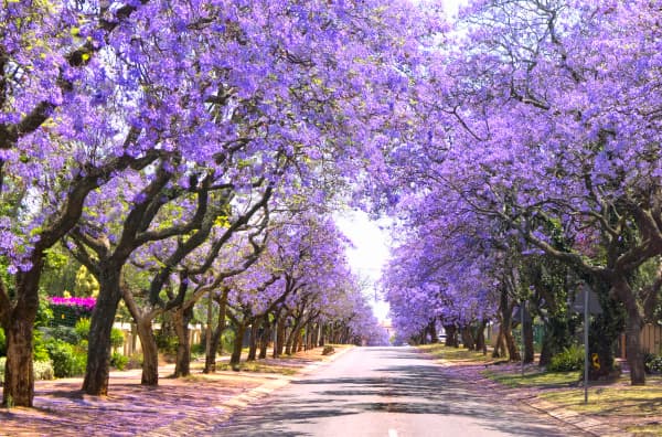 Jacaranda Tree Street