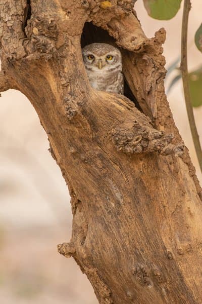 A Home In The Hollow | Wildlife Photo Print