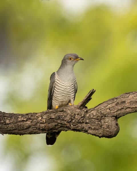 Cuckoo 1