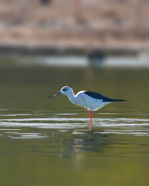 Stilt In Water | Bird Photography Print