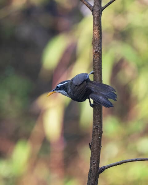 Indian Scimitar-babbler