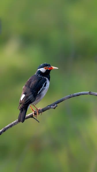 Orange-billed Perch | Songbird Branch Portrait
