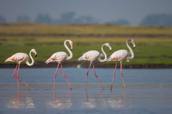 Greater Flamingo