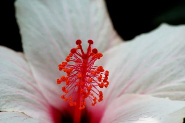 Petals In Perfect Detail | Floral Photography