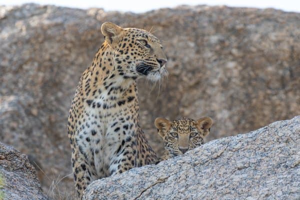 Under Her Shadow | Wildlife Wall Decor