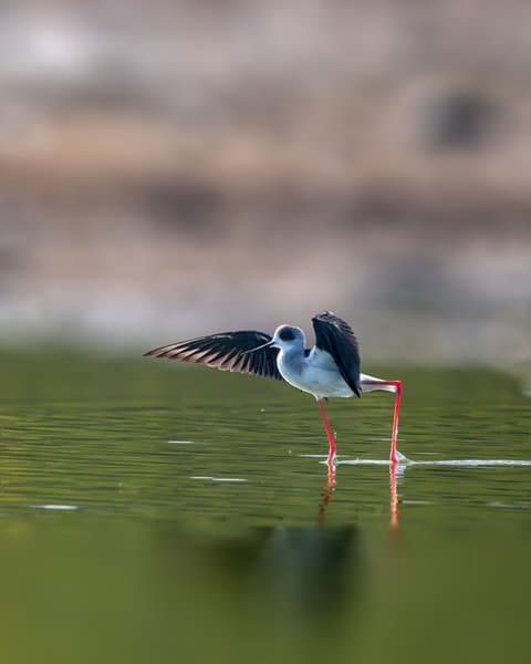 Stilt Reflections | Bird Photography