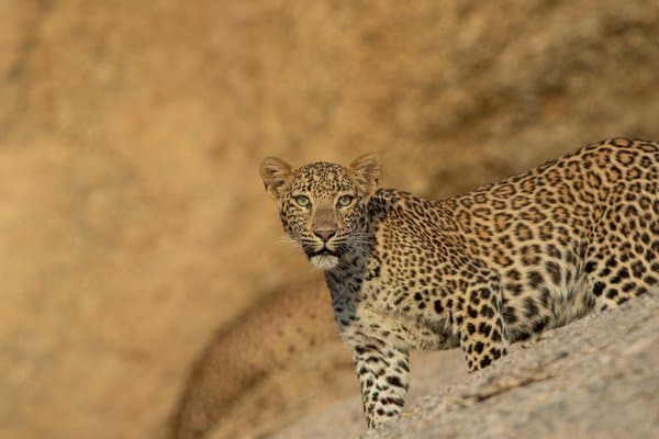 The Explorer | Wildlife Photography