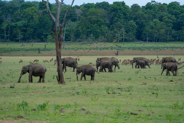 Elephant Parade | Wildlife Photography Print