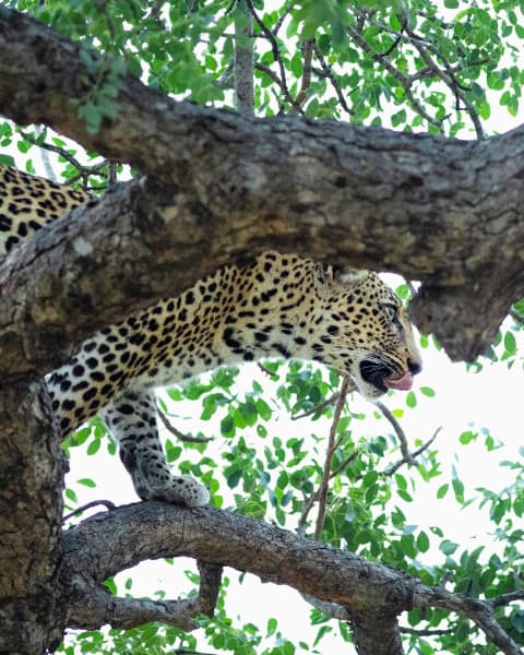 Leopard On Tree | Wildlife Photography Print