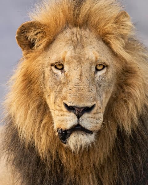 Lion Portrait | Wildlife Photography Print