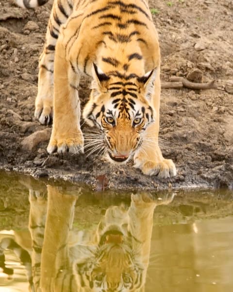 Tiger Drinking Water | Wildlife Photo Print