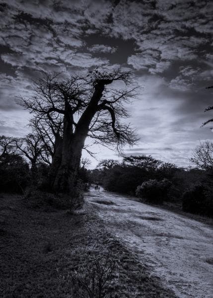 Nightfall In Jungle
