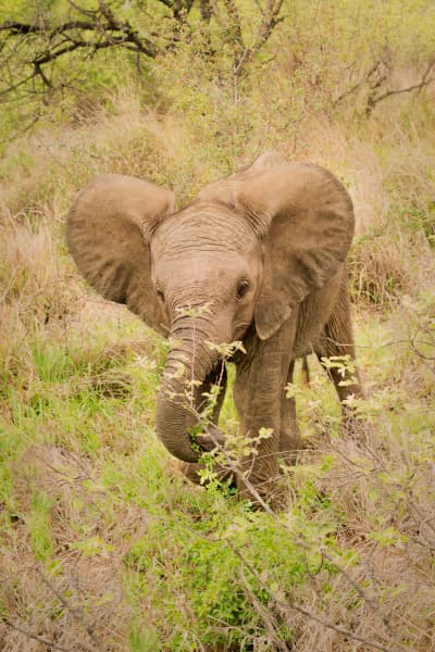 A Little Elephant