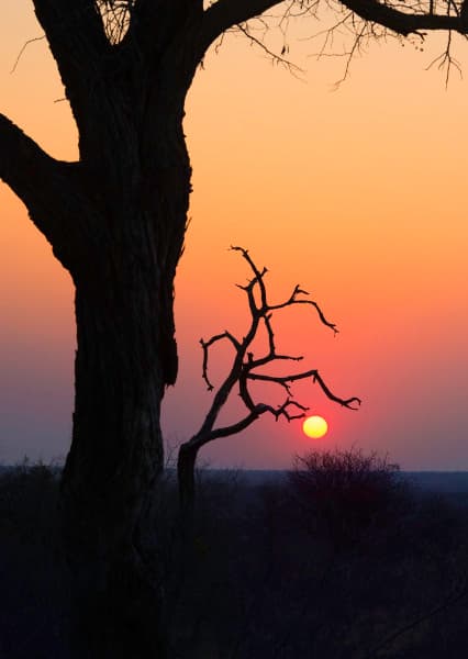 Sunset In The Jungle