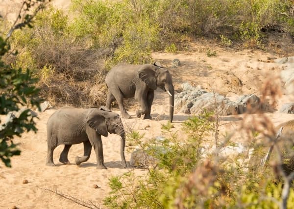 Pair Of Elephants