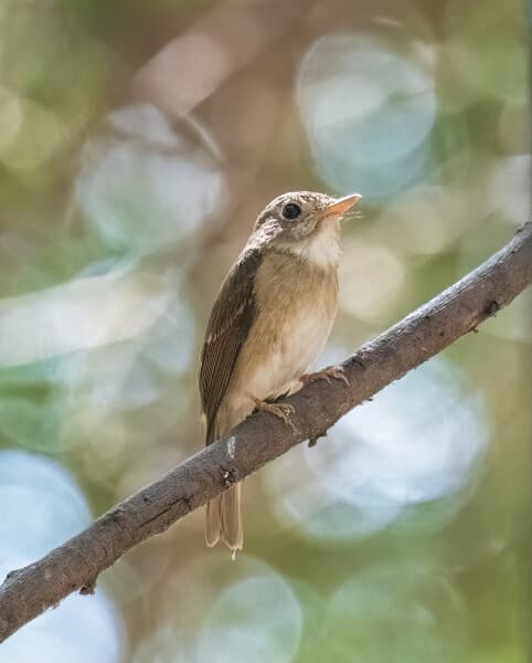 Brown-breasted Flycatcher
