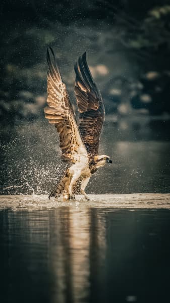 Osprey Golden Catch